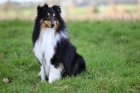 绿色草地蹲坐着的牧羊犬图片